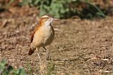 Pale-legged Hornero